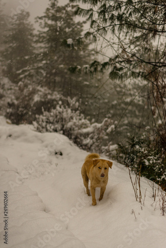 Indian Dog running and playing in the snow on the nature