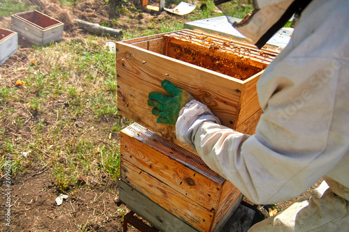 a beekeeper in gloves and a beekeeper's costume takes out a frame with bees, prepares to collect honey, takes care of beehives and honeycombs