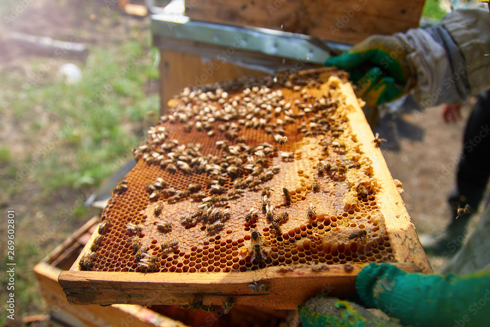 a beekeeper in gloves and a beekeeper's costume takes out a frame with bees, prepares to collect honey, takes care of beehives and honeycombs a beekeeper in gloves and a beekeeper's costume takes out a frame with bees, prepares to collect honey, takes care of beehives and honeycombs