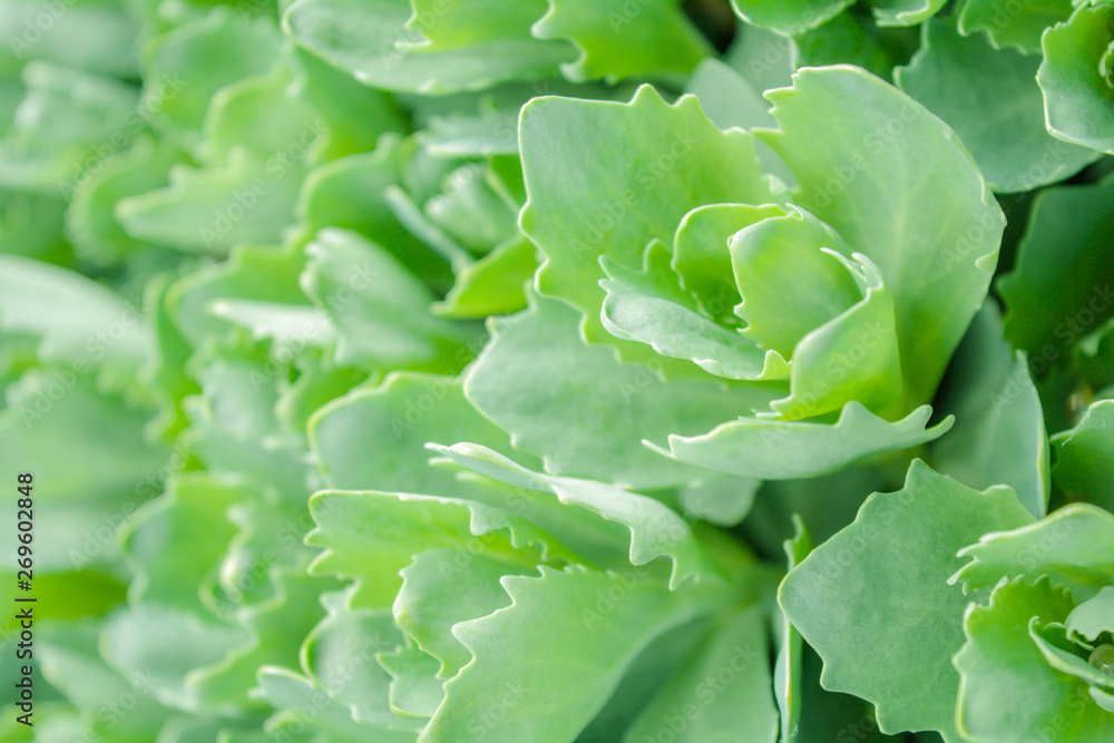 Nature green background of succulent rosettes Nature green background of succulent rosettes