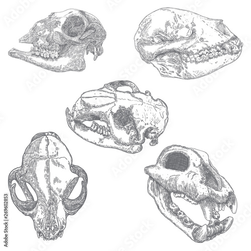 Set of animal skulls, engraving hand drawing heads. Dog, wolf, coyote predators. Goat or sheep farm animal. Domestic home cat. Forest wild beaver. Boho style tattoo. Vector. © desertsands