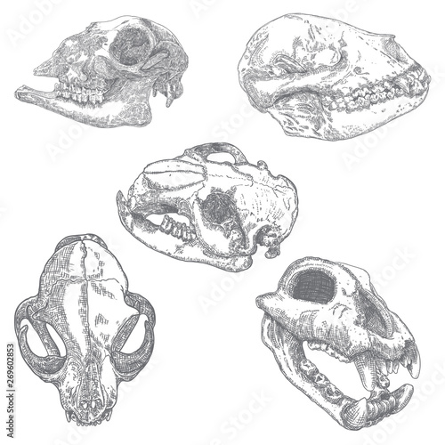 Set of animal skulls, engraving hand drawing heads. Dog, wolf, coyote predators. Goat or sheep farm animal. Domestic home cat. Forest wild beaver. Boho style tattoo. Vector.