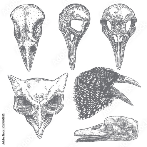 Set of bird raven skull. Hand drawn crow skull, owl, and duck line art sketch of animal head. Drawing by hand Boho style. Witchcraft, voodoo magic attribute for Halloween. Vector.