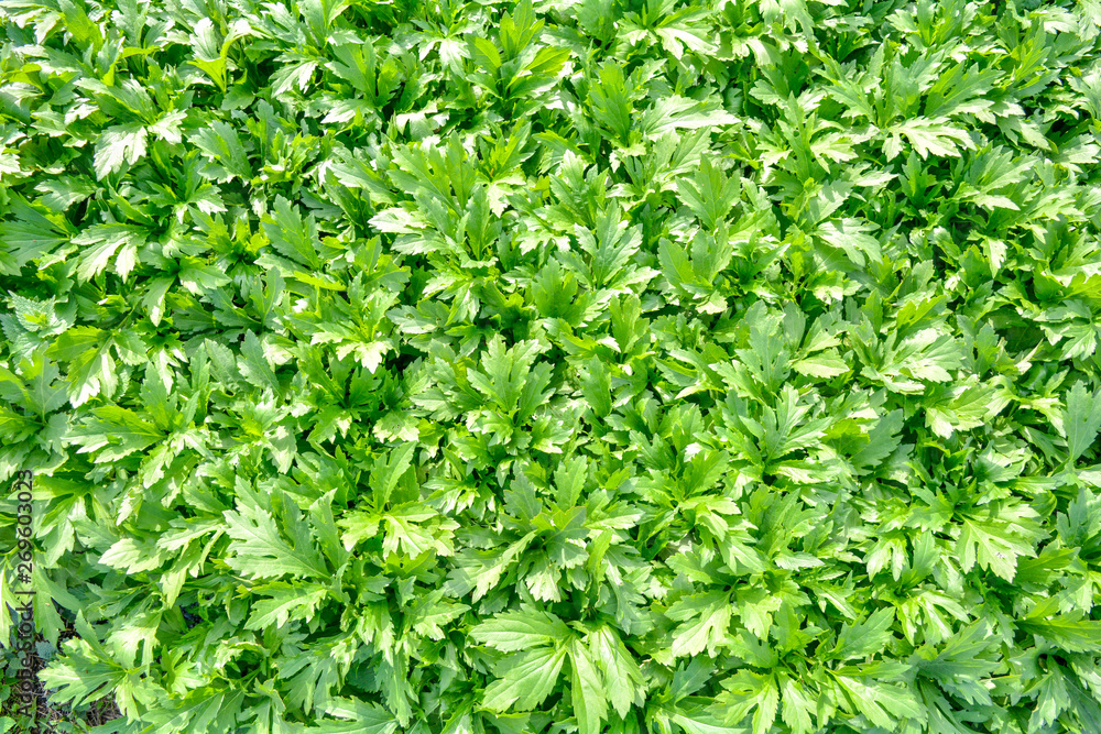 Fresh green foliage grass in the meadow with Shallow Dof Fresh green foliage grass in the meadow with Shallow Dof