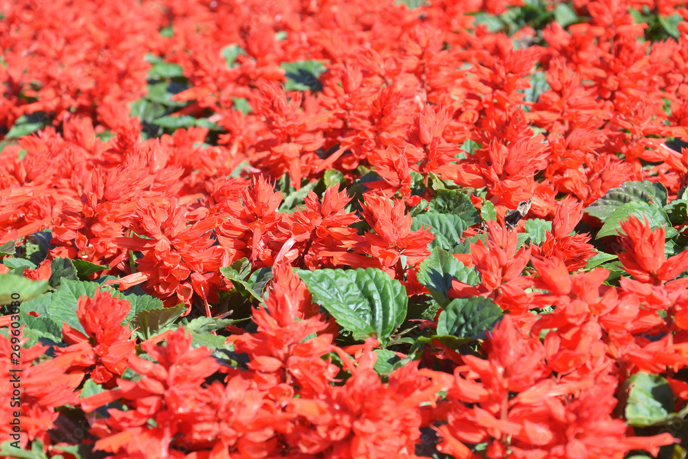 salvia flower salvia flower