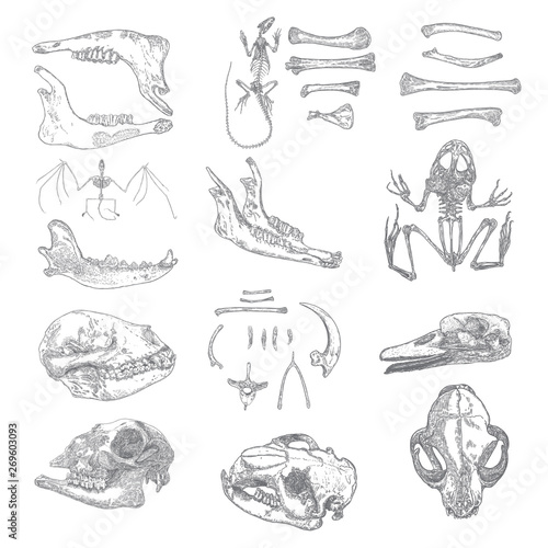 Magic animal bones design elements set. Hand drawn sketch for magician collection. Witchcraft spell symbols, bird raven, chicken bones, wolf or dog jaw, vampire bat skeleton, rat or mouse. Vector.