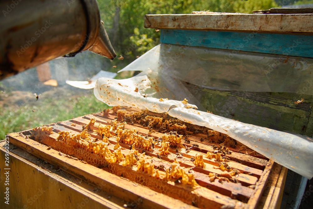 a beekeeper dressed as a beekeeper with a smoke in his hands serves hives with bees, accelerates bees with smoke to revise frames with honeycombs a beekeeper dressed as a beekeeper with a smoke in his hands serves hives with bees, accelerates bees with smoke to revise frames with honeycombs