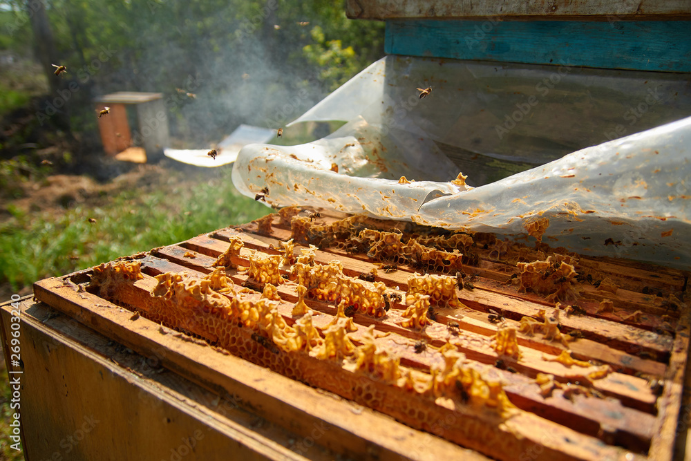 the bees are sitting on honeycombs lying on the top of the hive the bees are sitting on honeycombs lying on the top of the hive