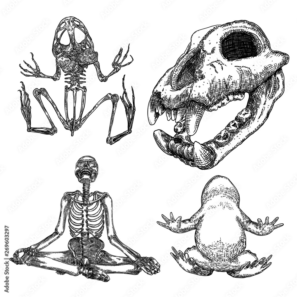 Magic animal elements set. Hand drawn sketch for magician collection.  Witchcraft spell symbols, wolf, dog head skull bone, reptile frog skeleton,  toad, human skeleton meditation in lotus pose. Vector. Stock Vector |