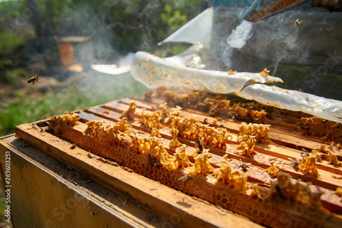 a beekeeper dressed as a beekeeper with a smoke in his hands serves hives with bees, accelerates bees with smoke to revise frames with honeycombs