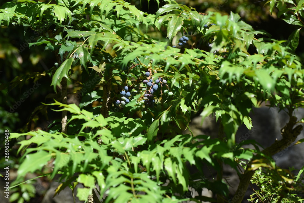 Japanese mahonia fruits Japanese mahonia fruits
