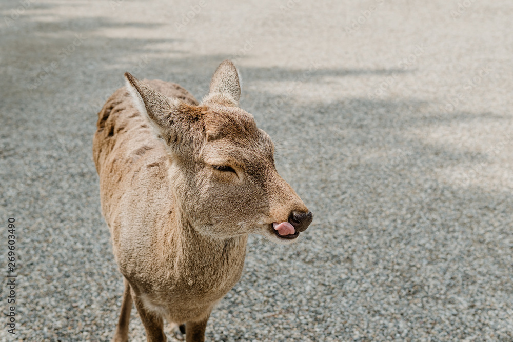 Close up face of deer in public park at Nara Japan with space for text Close up face of deer in public park at Nara Japan with space for text
