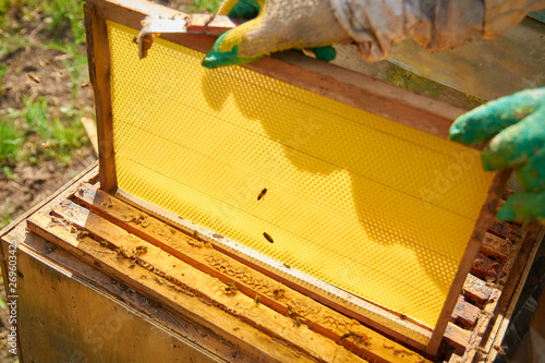 beekeeper in gloves and a beekeeper's costume checks beehives with bees, preparing for collecting honey, caring for frames with honeycombs