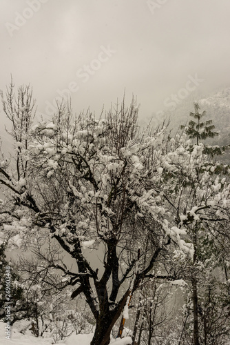 Winter landscape. Tree and dry grass plants in the snow. Snow caped mountain range in blurred background.