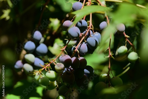 Japanese mahonia fruits