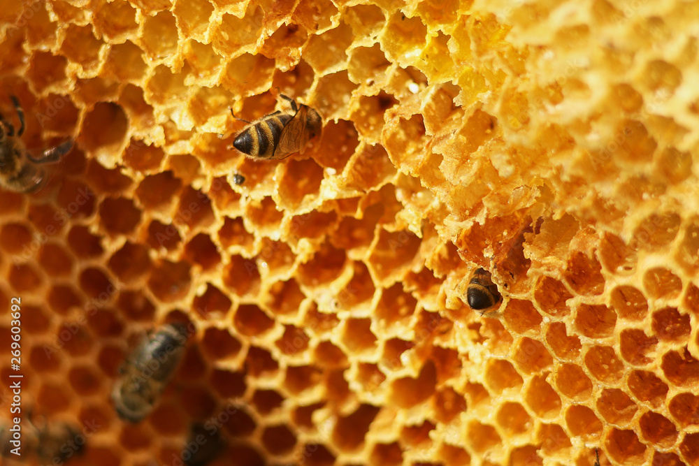 honeycomb with bees close up, working bees make honey honeycomb with bees close up, working bees make honey