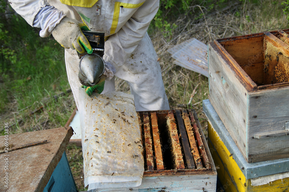 beekeeper in gloves and a beekeeper's costume checks beehives with bees, preparing for collecting honey, caring for frames with honeycombs beekeeper in gloves and a beekeeper's costume checks beehives with bees, preparing for collecting honey, caring for frames with honeycombs