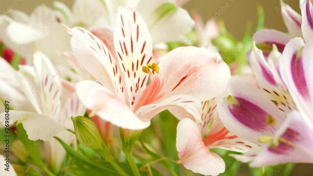 White and pink beautiful lily flowers and green leaves in flower shop White and pink beautiful lily flowers and green leaves in flower shop