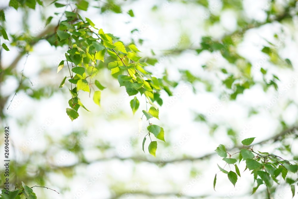 Birch branches on tree in the spring Birch branches on tree in the spring