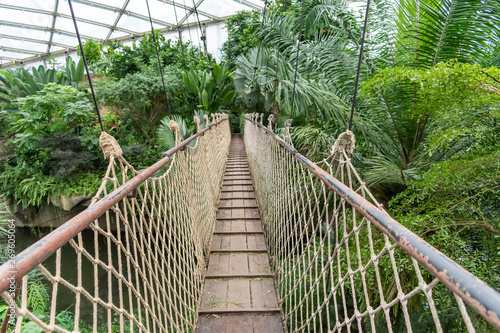 Rainforest Suspension bridge