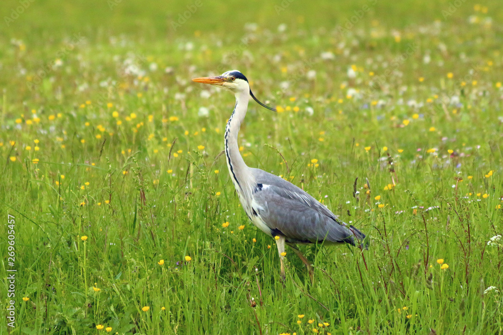 Fototapeta premium Graureiher (Ardea cinerea)