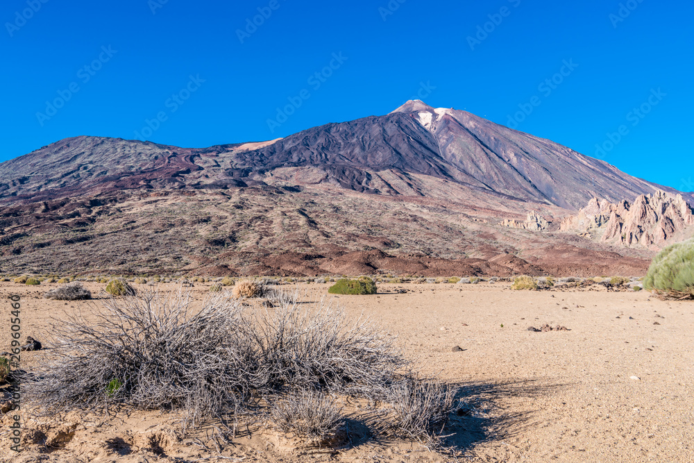 Dry shrub on a desert plateau