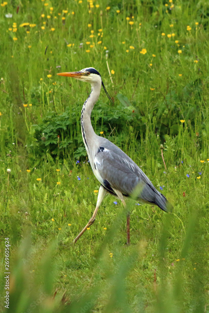 Fototapeta premium Graureiher (Ardea cinerea)