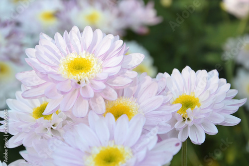 chrysanthemum flower © khuruzero