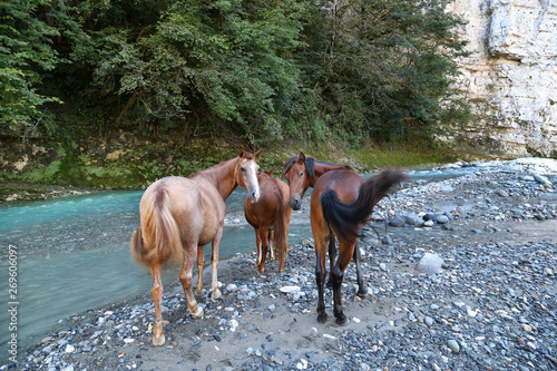 Horses graze near the river Jampal in the Caucasus.