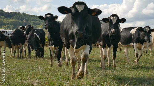 Wallpaper Mural The Flies Sitting on the Black and White Cows Nose During Warm Sunny Day in the Summer on the Meadow in France Torontodigital.ca