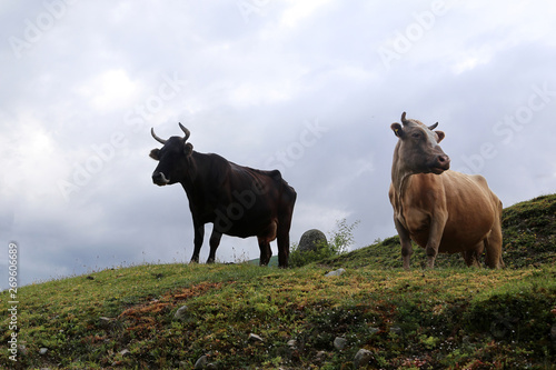 Fototapeta Naklejka Na Ścianę i Meble -  Cows grazes on a mountain slope, Svaneti, Georgia.