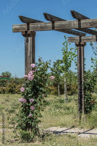 wooden pergola with a rosebush in a park in Madrid. Spain