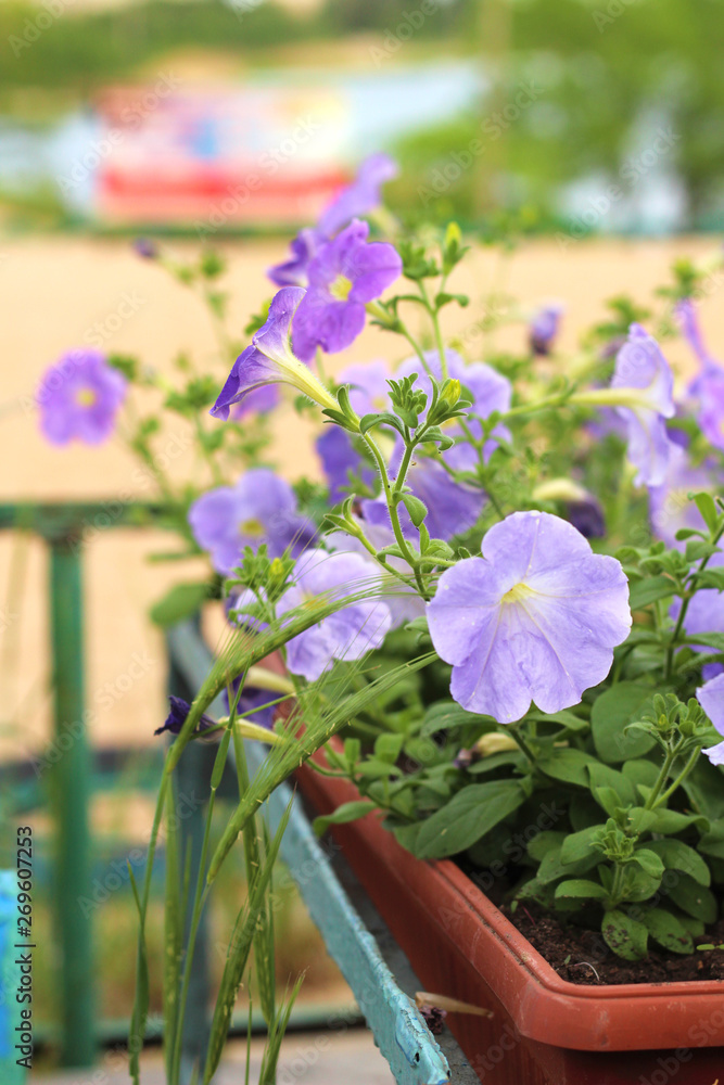 lovely pink, white, purple, petunia flowers in pots on the beach