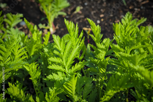 Young shoots of wormwood on a blurred background. Wormwood plant used for herbal medicine.