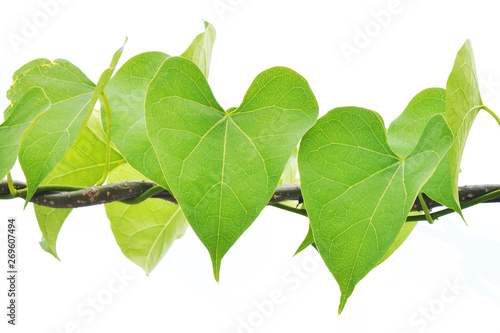 heart leaf shaped photo