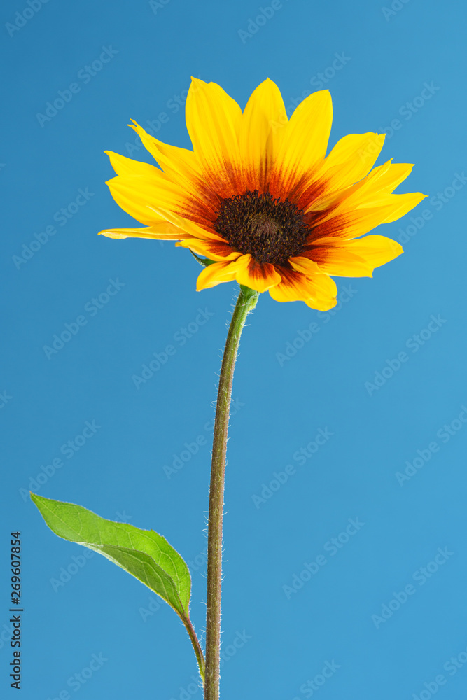 sunflower isolated on blue sky background sunflower isolated on blue sky background