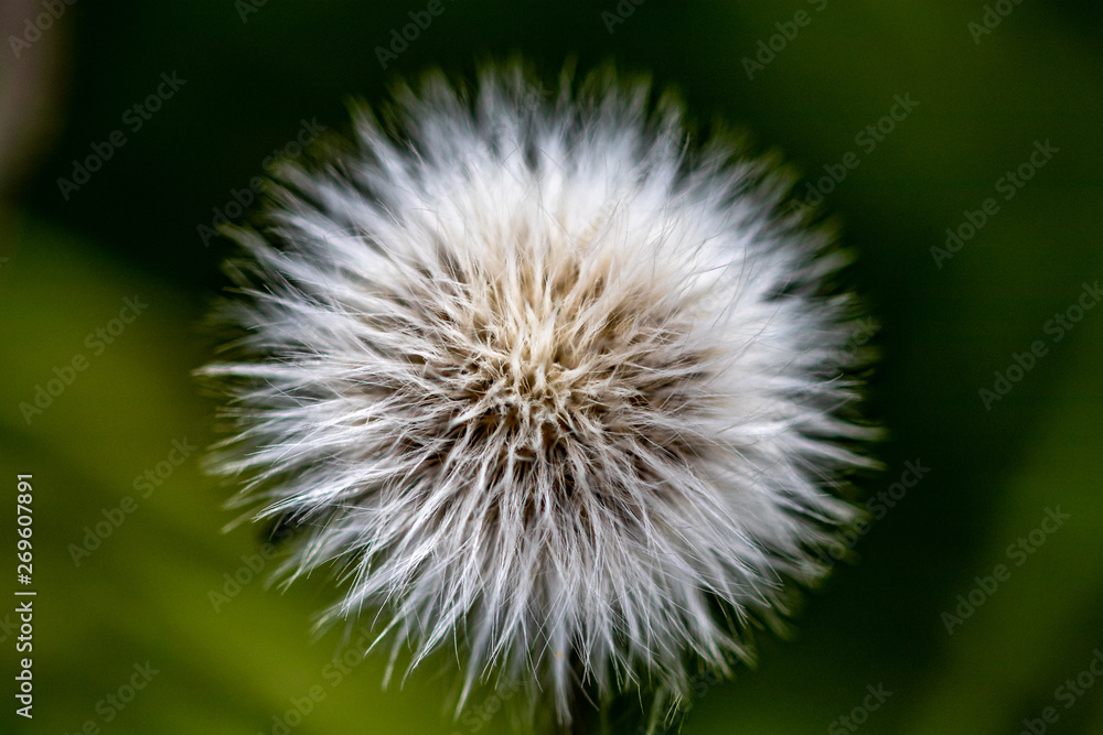 Obraz premium dandelion on green background