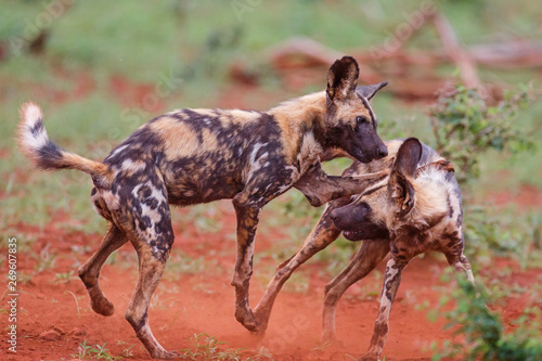 playing and fighting african wild dog in Zimanga Game Reserve at the Mkuze river in South Africa