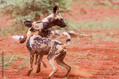 playing and fighting african wild dog in Zimanga Game Reserve at the Mkuze river in South Africa