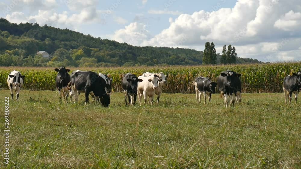 Black and White Dairy Cattle Eating Green Grass on the Meadow During Warm Sunny Day in the Summer Black and White Dairy Cattle Eating Green Grass on the Meadow During Warm Sunny Day in the Summer
