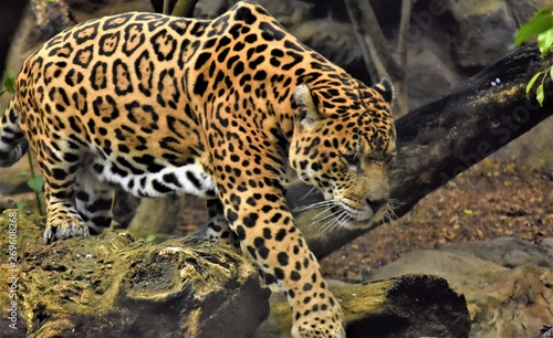 orange jaguar with black spots goes near the tree trunk