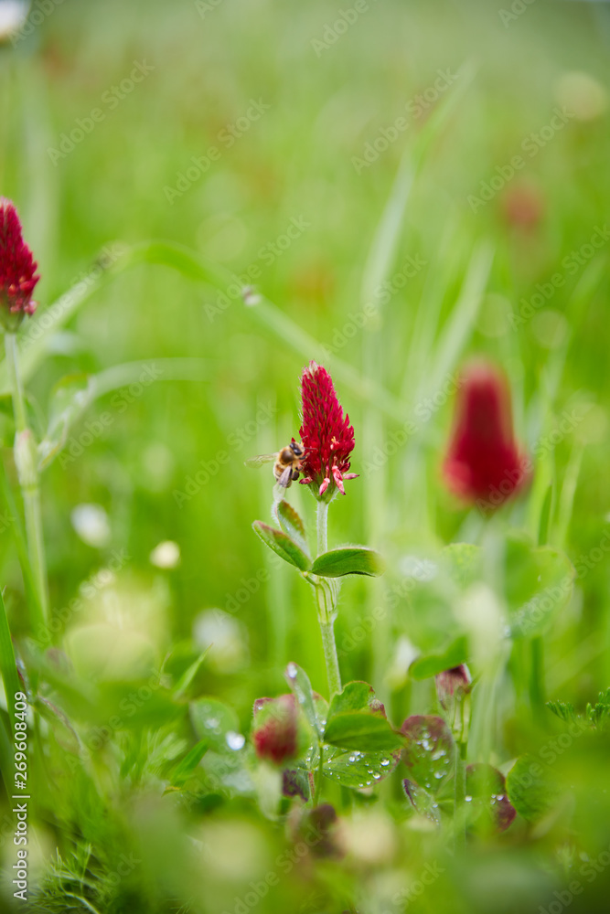 Bee collecting nectar and pollen from flowering clover in early austrian summer Bee collecting nectar and pollen from flowering clover in early austrian summer