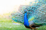 Peacock with all its colors