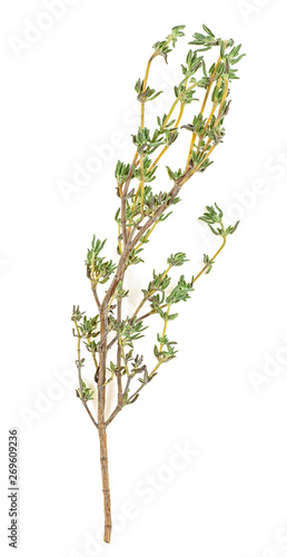 Fresh thyme spice isolated on a white background