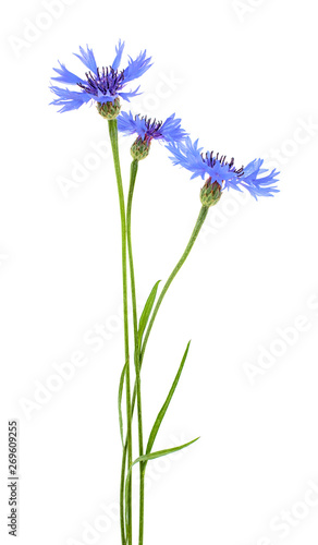 Blue cornflower flowers on a white background