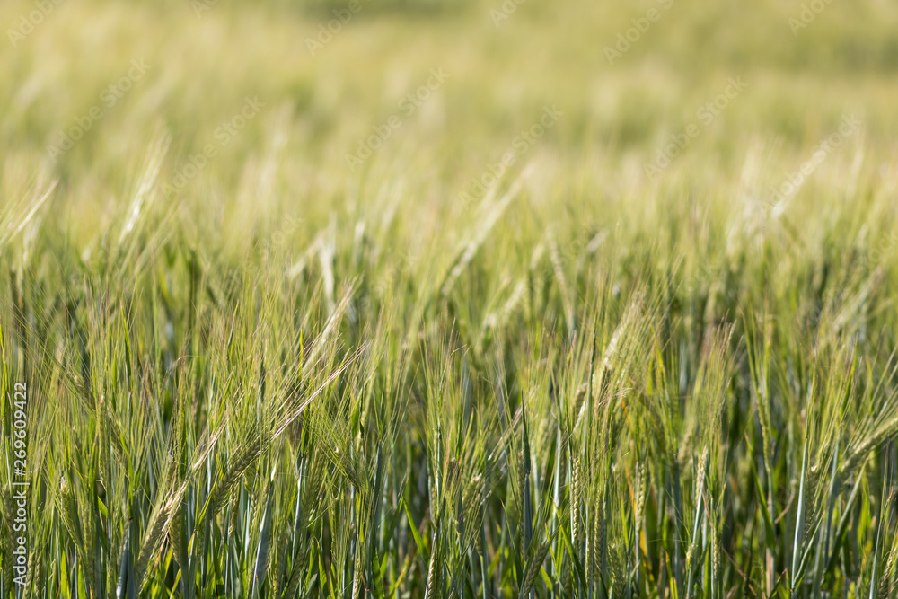 Wheat field. Close up of wheat plants with shallow depth of field. Wheat field. Close up of wheat plants with shallow depth of field.