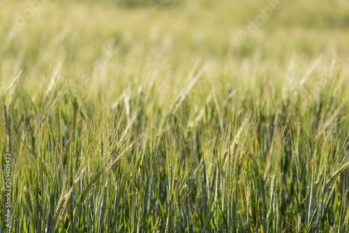 Wheat field. Close up of wheat plants with shallow depth of field. © cazador de sueños