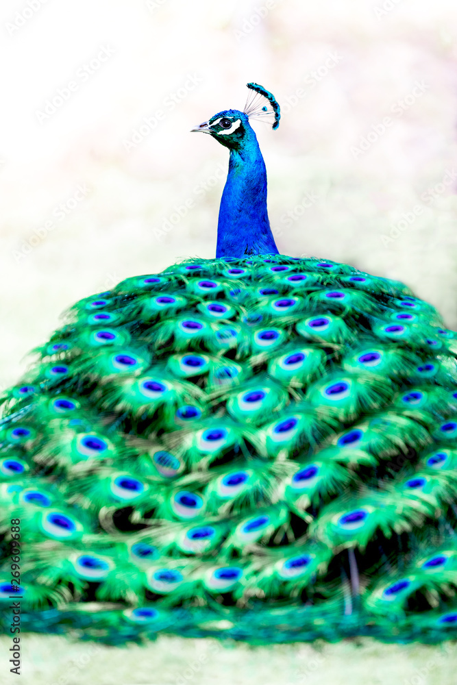 custom made wallpaper toronto digitalPeacock with all its colors