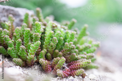 Green sprouts of sedum growing between stones