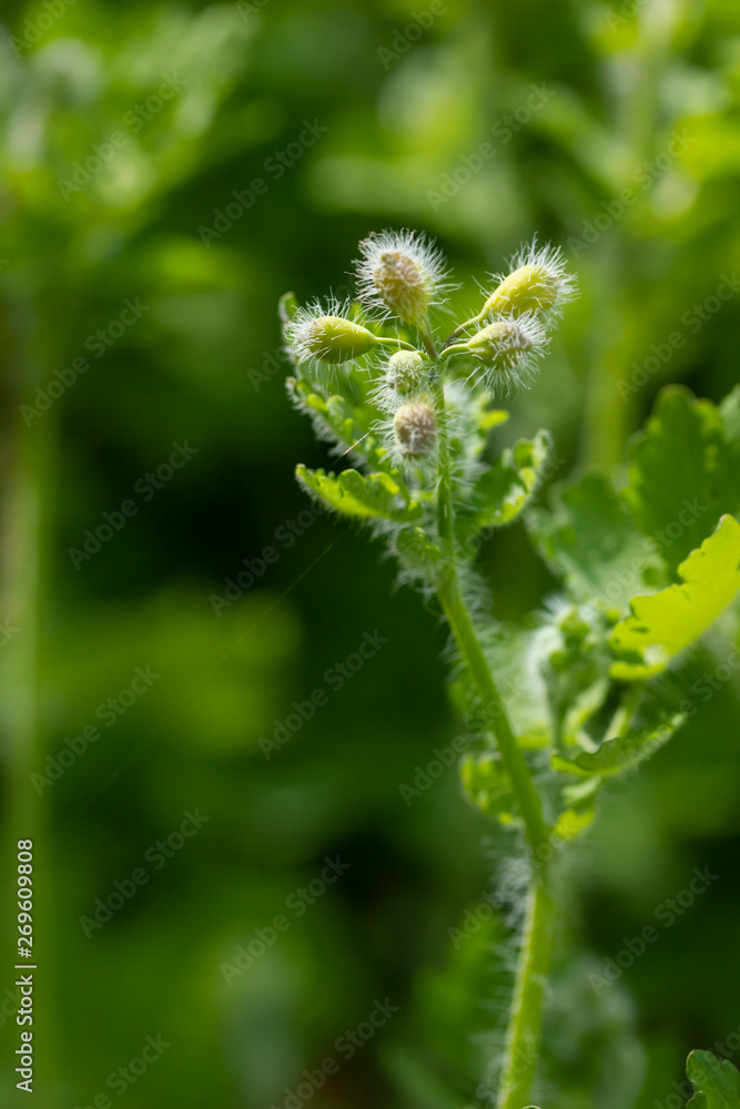 Green leaves and buds of celandine in sunlight Green leaves and buds of celandine in sunlight